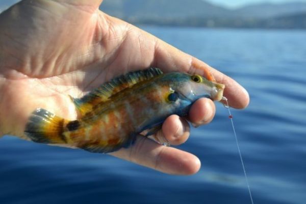 Crenilabra mediterránea