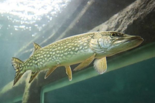 El lucio puede verse en el acuario de Touraine!