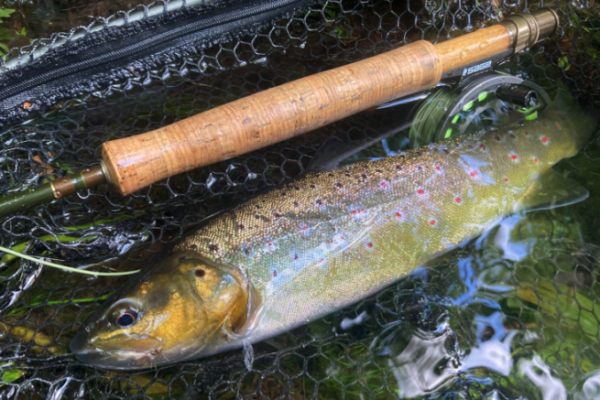 Tenga siempre unos cuantos Caddis de pelo de alce en sus cajas