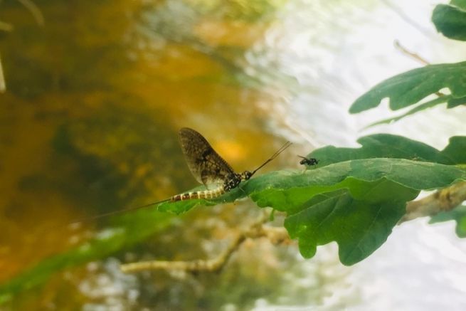 La mosca de mayo es uno de los insectos acuticos ms esperados por los pescadores a mosca, pero tambin por las truchas!