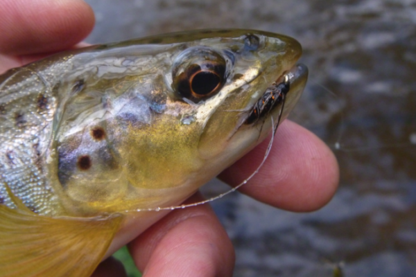 Presentaci�n de las moscas ahogadas por el autor