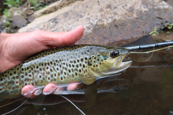 Cuando se utiliza esta técnica, es esencial que los núcleos estén limpios