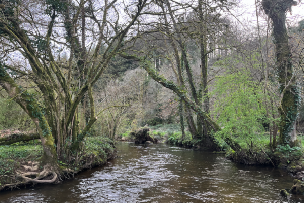Una sesión de ritmo rápido con algunas truchas bonitas y activas.