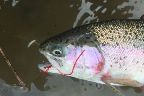 La pesca con gusanos es otra tcnica que se puede probar en los embalses