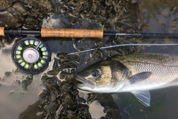 Los estuarios bretones estn bien surtidos de lubinas y salmonetes