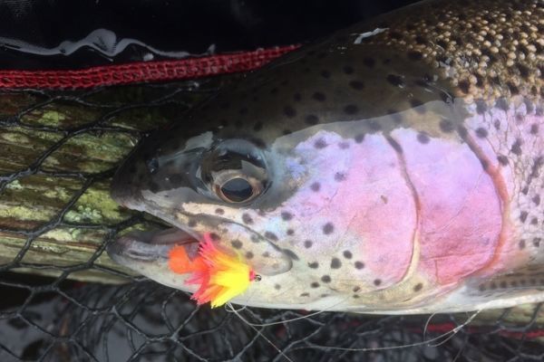 La pesca con Blob es formidable cuando dominas todas estas tcnicas de pesca