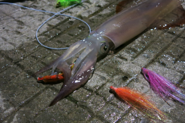 Los calamares reaccionan bien a las moscas de tubo que imitan las plantillas