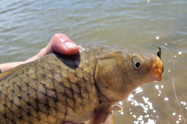 Pesca de carpas a mosca