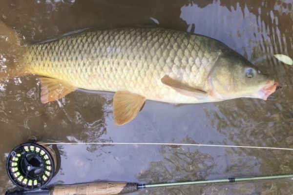 Magnfica sesin de pesca de carpas de segunda categora