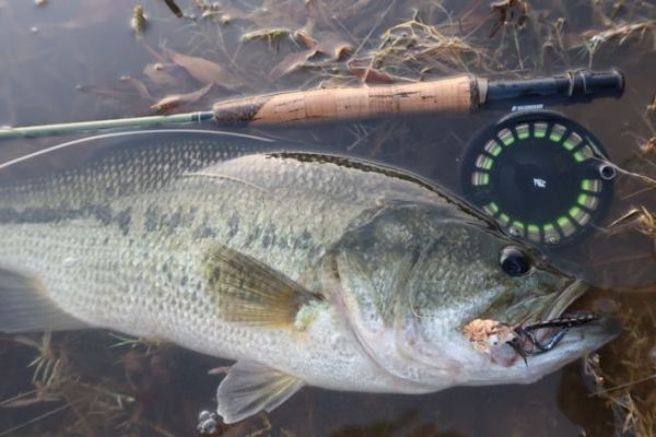 El black bass a mosca de superficie ofrece sensaciones excepcionales