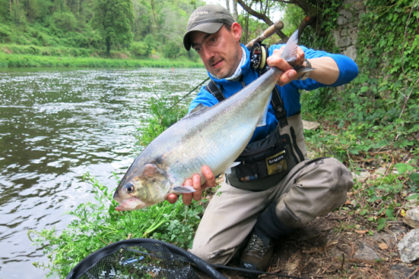 Magnfico sbalo bretn pescado a mosca en el ro Blavet