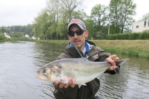 La pesca del sbalo a mosca es una excelente forma de acechar a un pez con una picada violenta