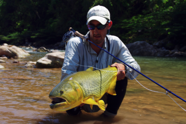 El dorado es un magnfico depredador, muy combativo y acrobtico, ideal para la pesca con mosca