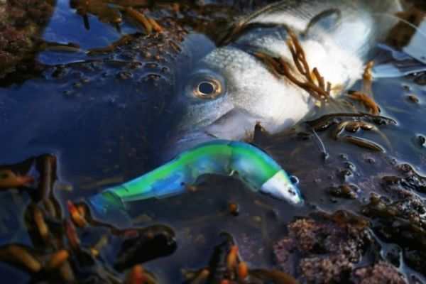 Este Black Minnow, provisto de un cascabel, se habr llevado lo mejor de una bonita lubina.