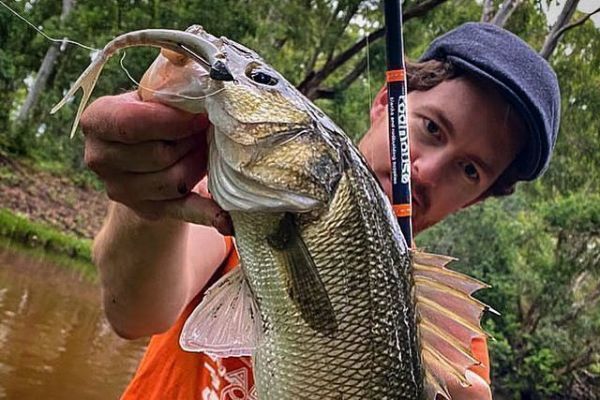 Una aleta viva es un arma formidable para el lobo en el estuario
