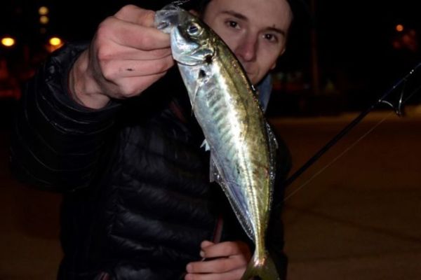 Pescar el sargo de noche