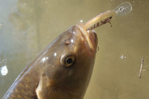 Sbalo Rapala X-light