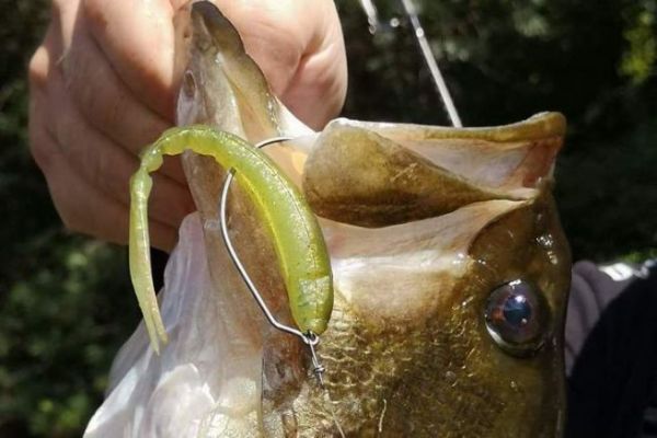 ¡Incluso los pequeños Finess pueden hacer grandes black bass!