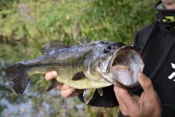Pescar el black-bass en verano