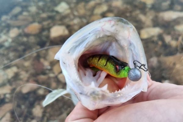 Pesca de depredadores en invierno