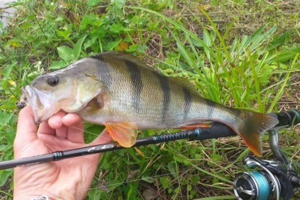 Pesca de la perca en invierno