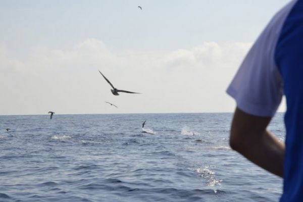 Pesca del atún rojo con señuelos de caza