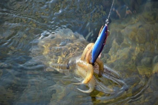 Atractivo para la pesca de calamares y sepias