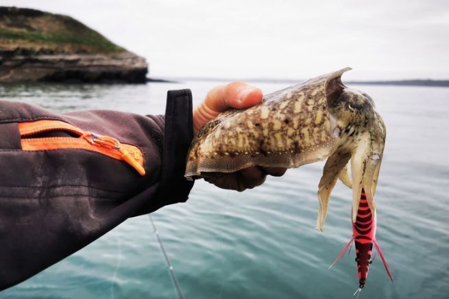 Pesca de sepias con plantillas de plomo.