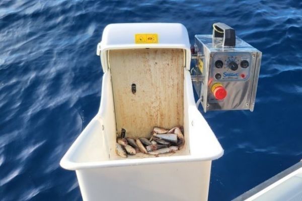 Molinillo de sardinas para pesca