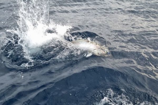 Definicin de pesca de altura
