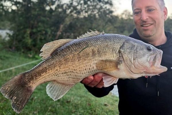 Pesca del black bass