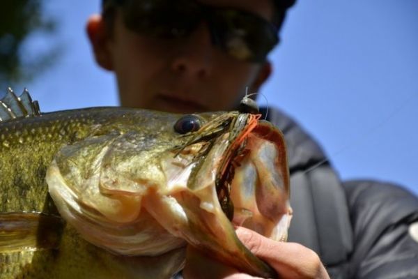 Bonito black bass capturado en invierno