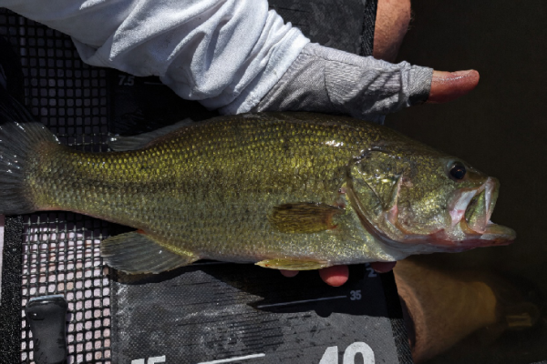 Pesca del black bass con señuelos