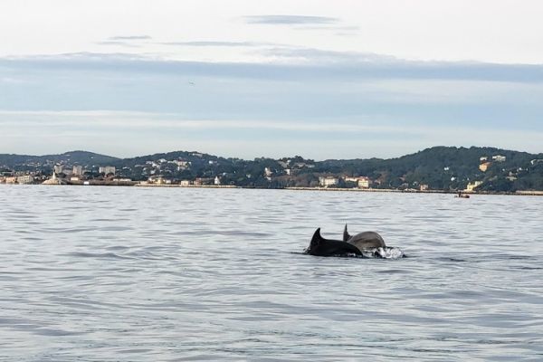 Encuentro con los delfines