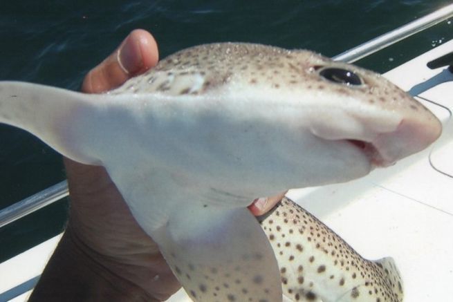 Un tibur�n con ojos almendrados