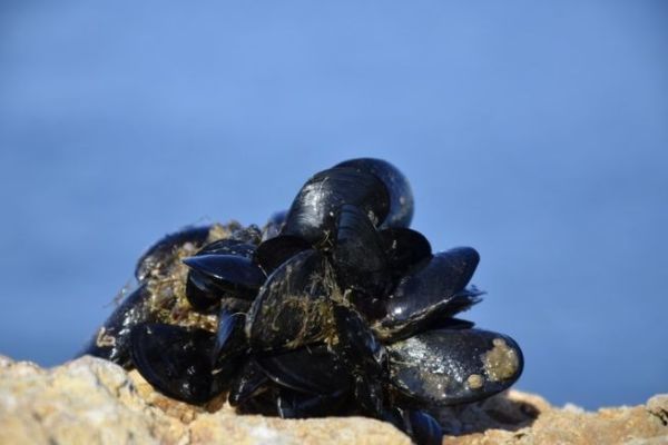 Pescar con mejillones