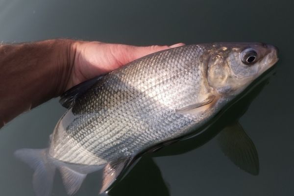 Pesca de pescado blanco o f�ra