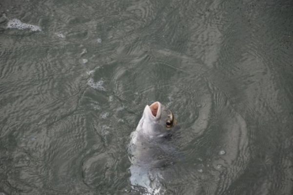Pesca de dorada a la piedra