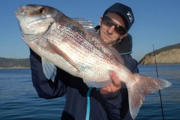 Pesca del lucioperca con cebo