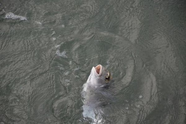 Cebo para la pesca del besugo