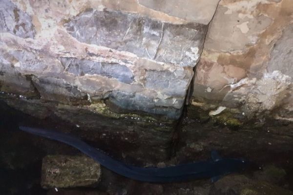 Pesca del congrio con cebo