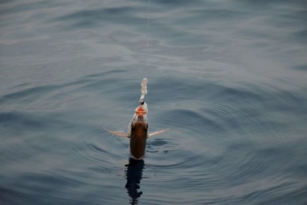 Pesca del besugo con cebo