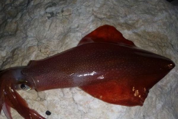 Pesca del calamar con cebo