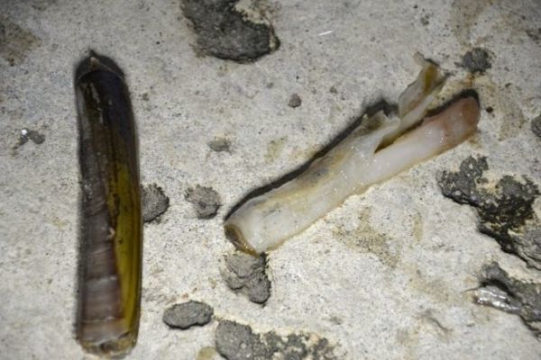 El cuchillo, cebo eficaz