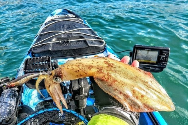 Pesca de cefalpodos en kayak