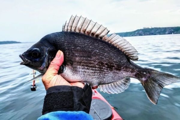 Besugo en el puerto de Brest