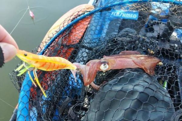 Pesca del calamar en kayak