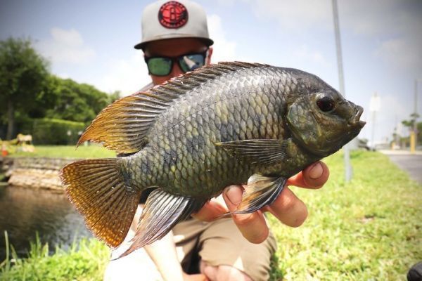 Macho de tilapia manchada.