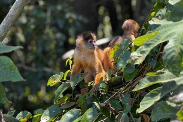 Expediciones al Amazonas