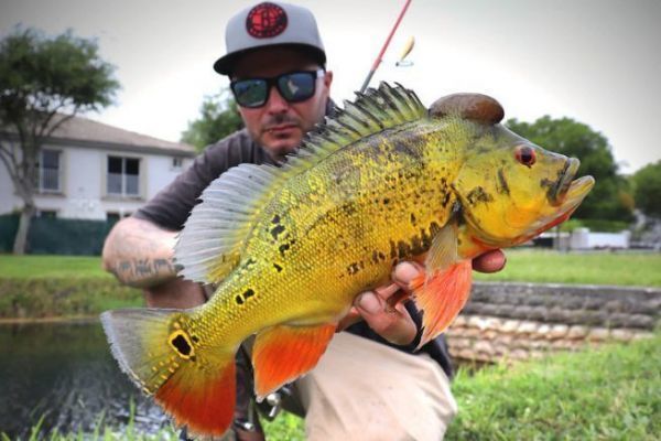 La pesca del pavón es adictiva